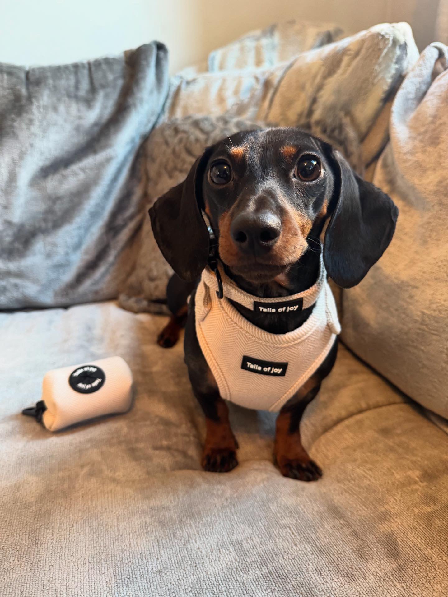 Vanilla Tweed Adjustable Collar