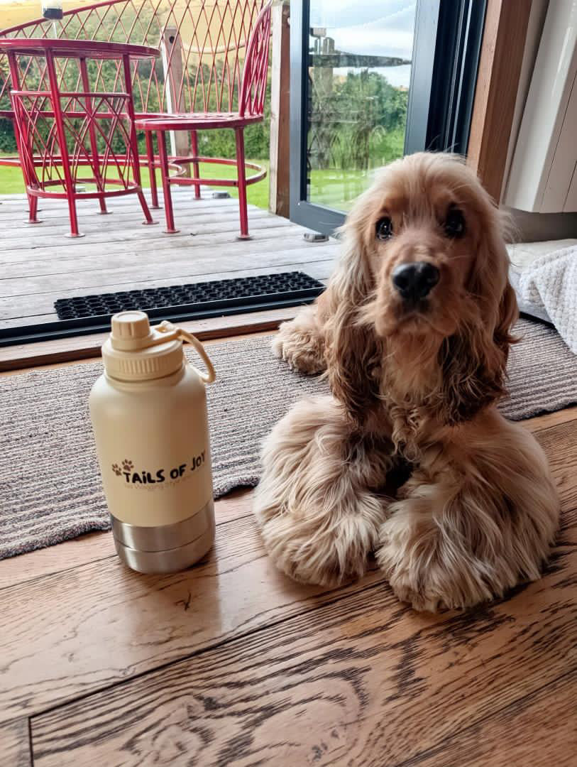 🐶 3 in 1 Dog Water Bottle