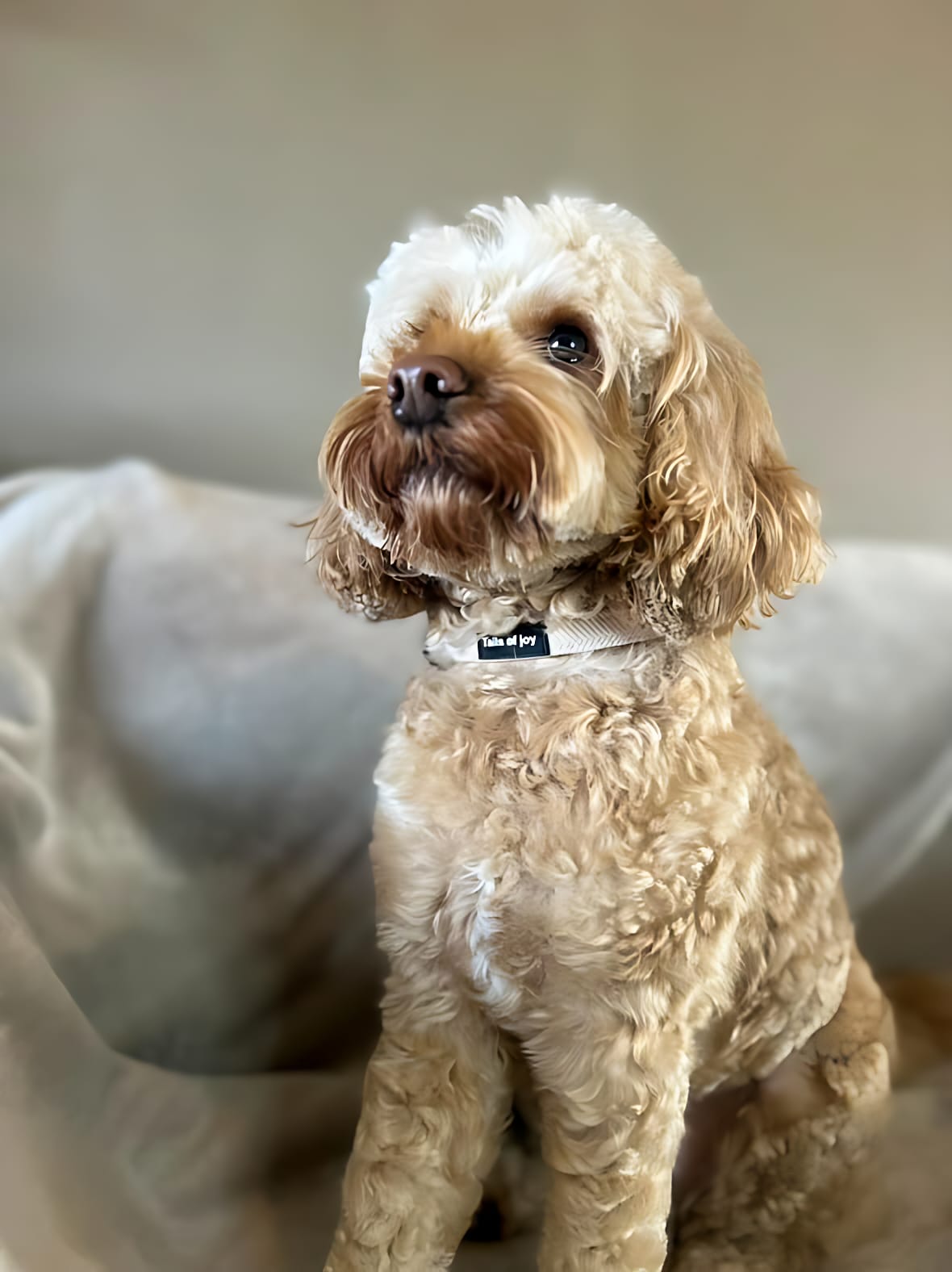 Vanilla Tweed Adjustable Collar