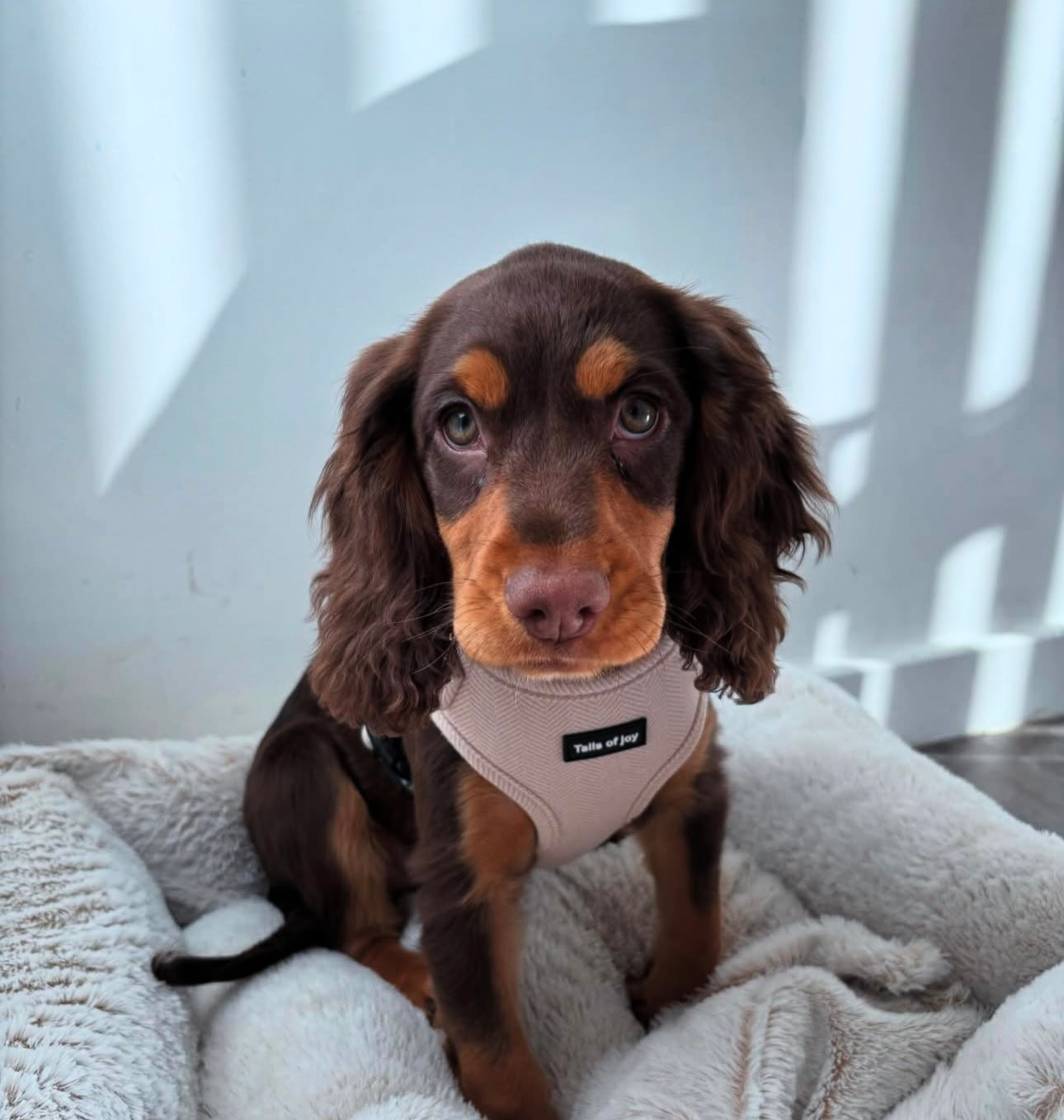 Vanilla Tweed Harness Set