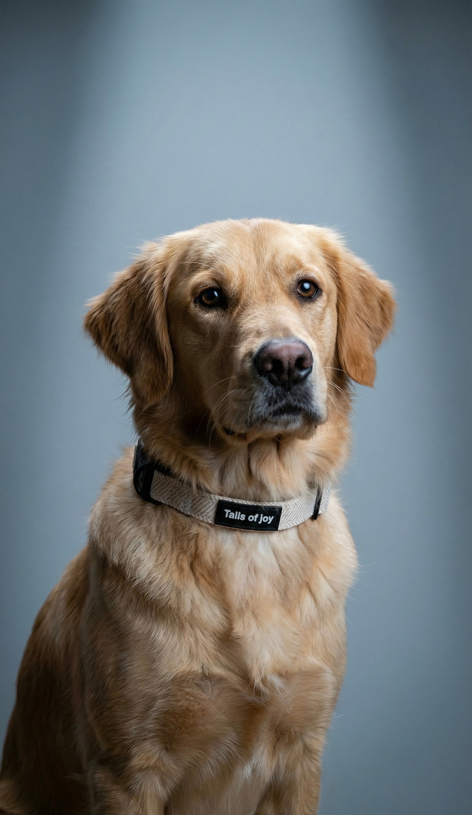 Vanilla Tweed Adjustable Collar
