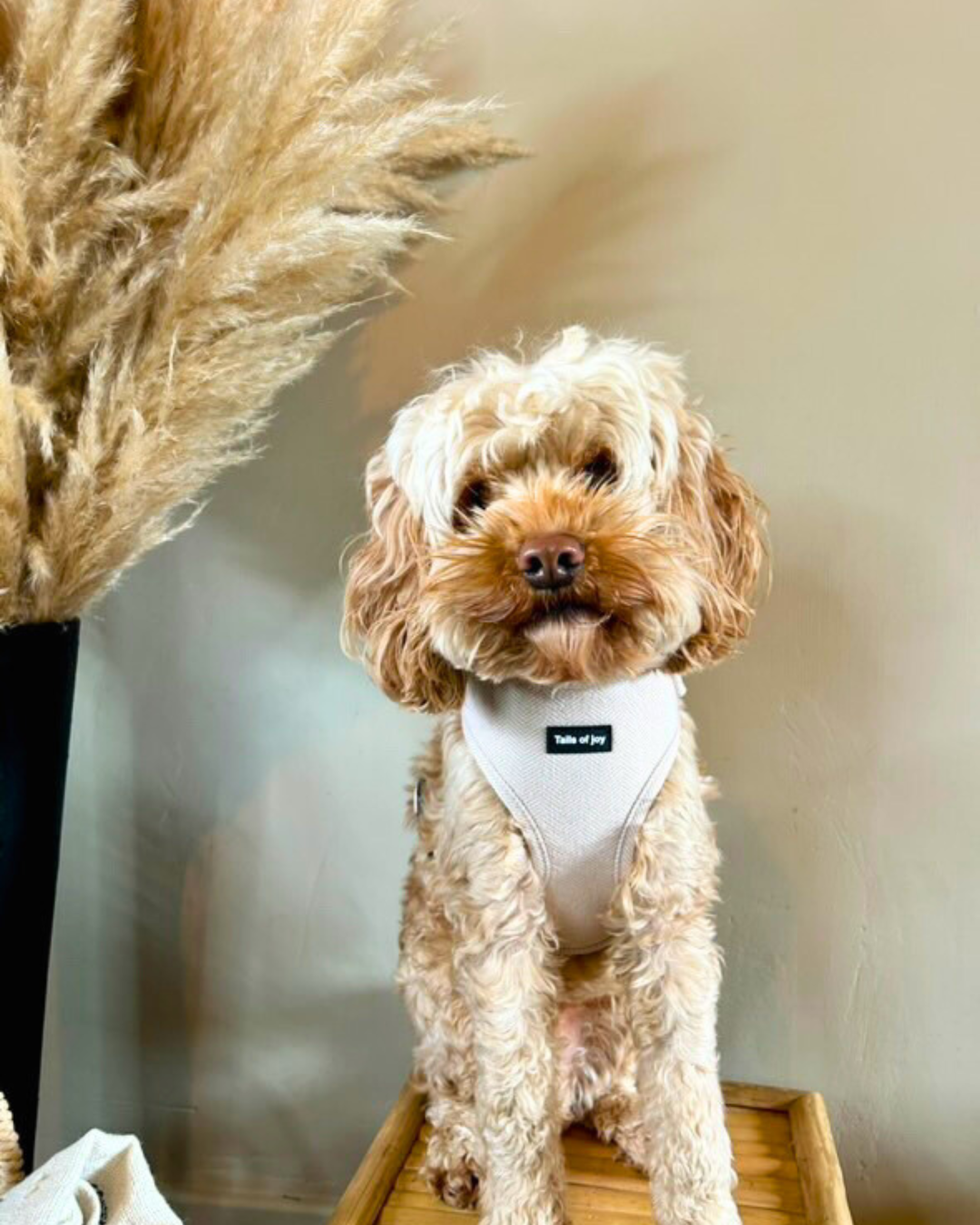 Vanilla Tweed Harness Set