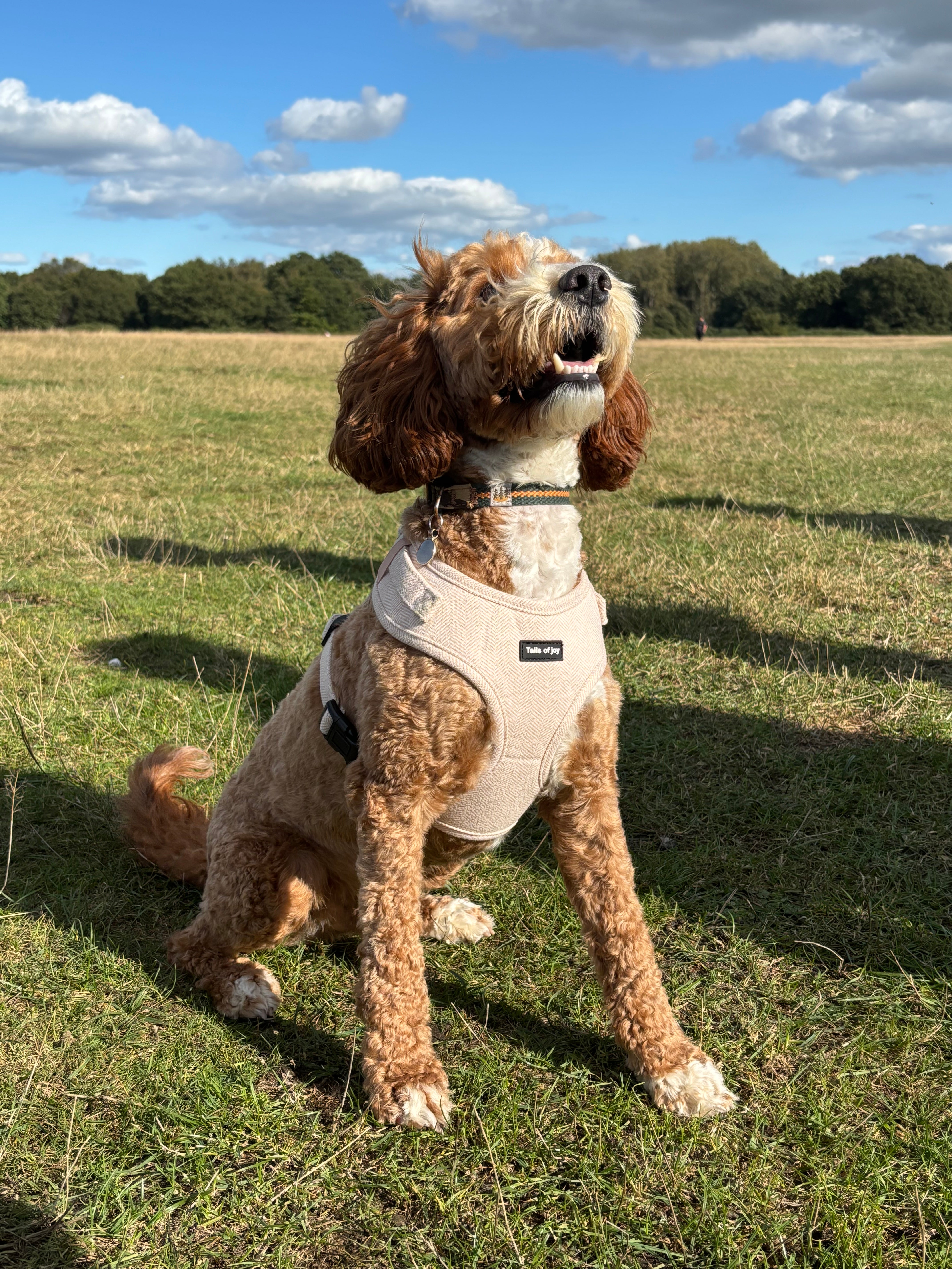 Vanilla Tweed Harness