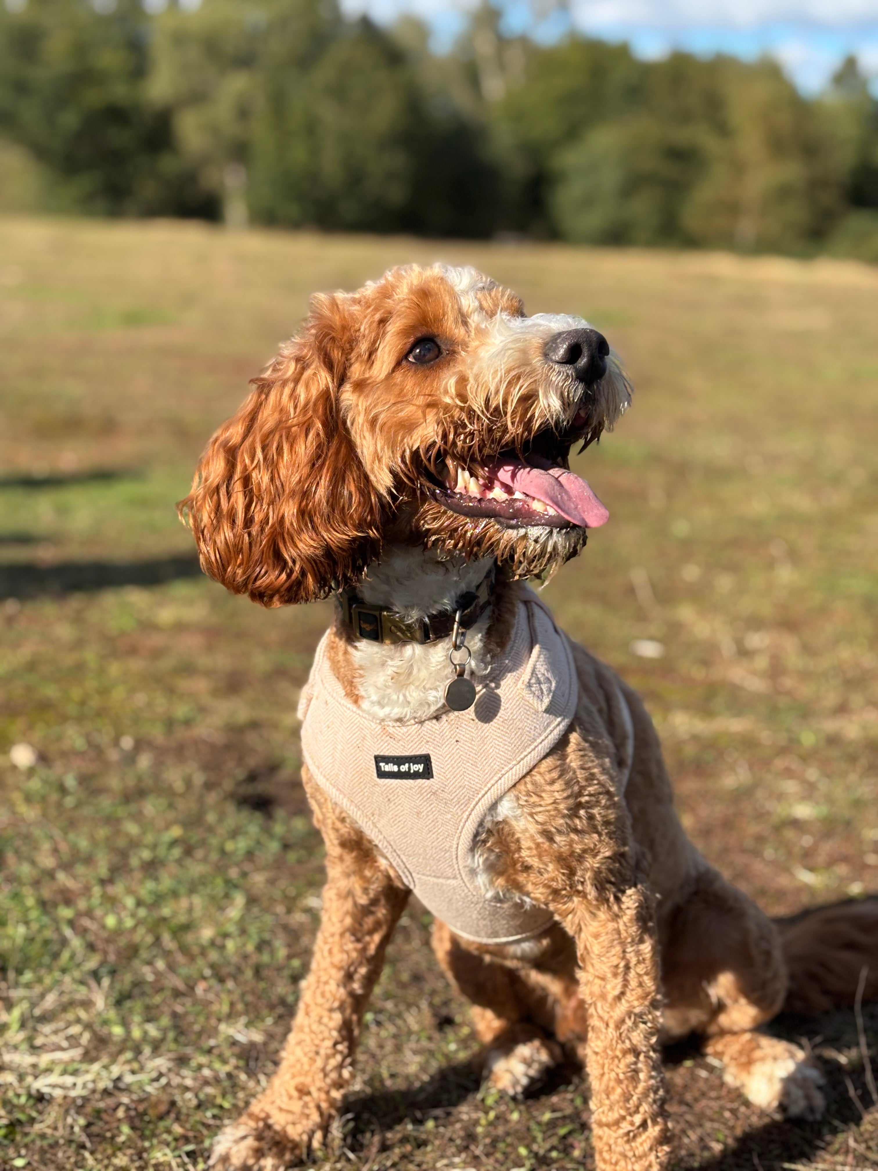 Vanilla Tweed Harness Set