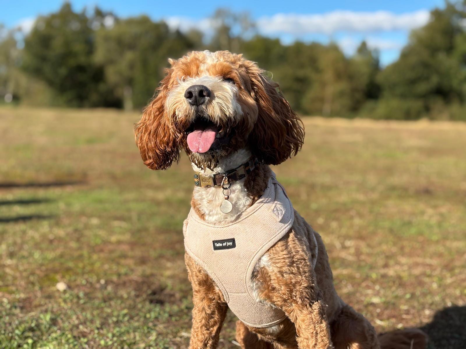 Vanilla Tweed Harness Set