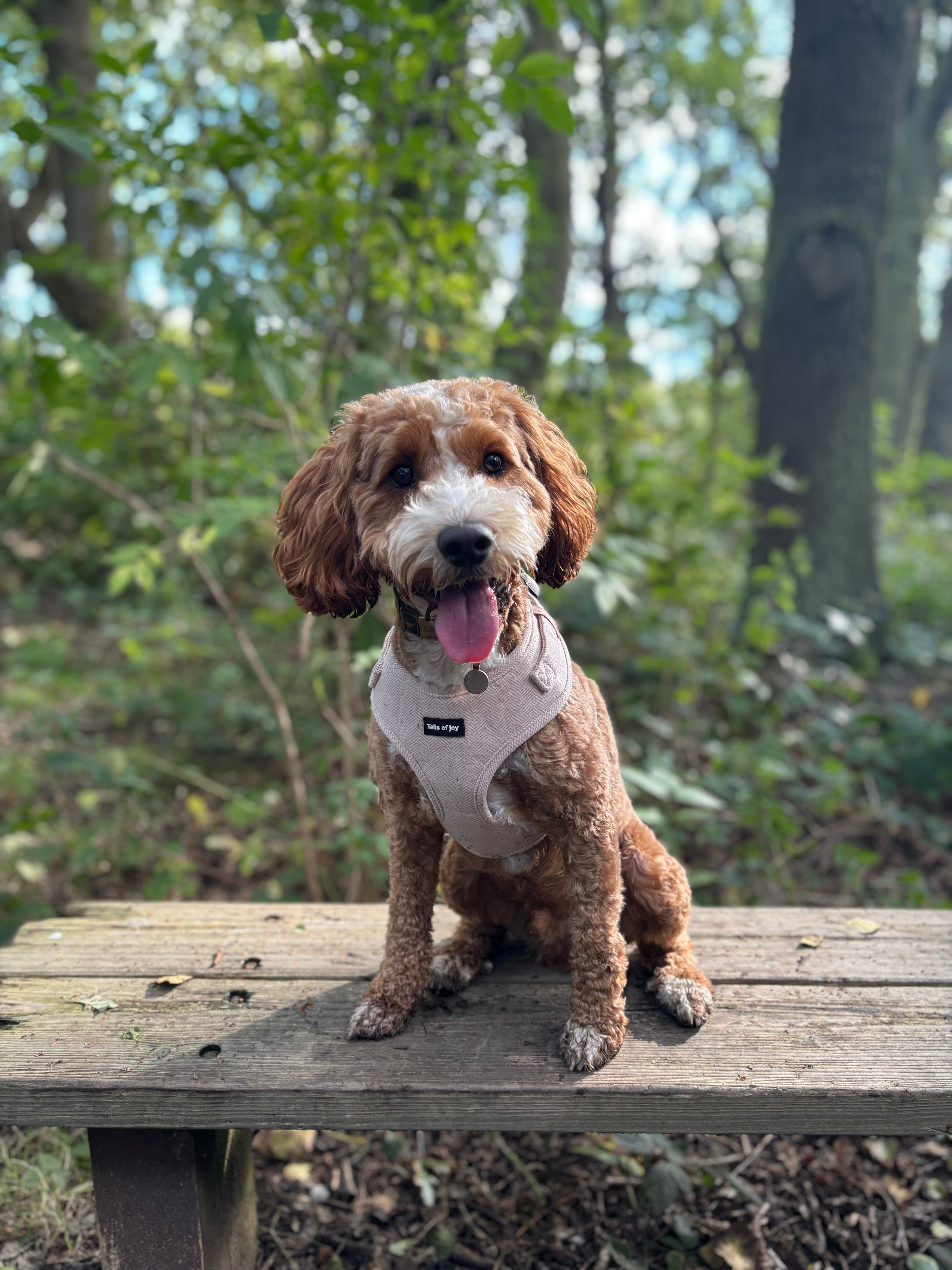 Vanilla Tweed Harness