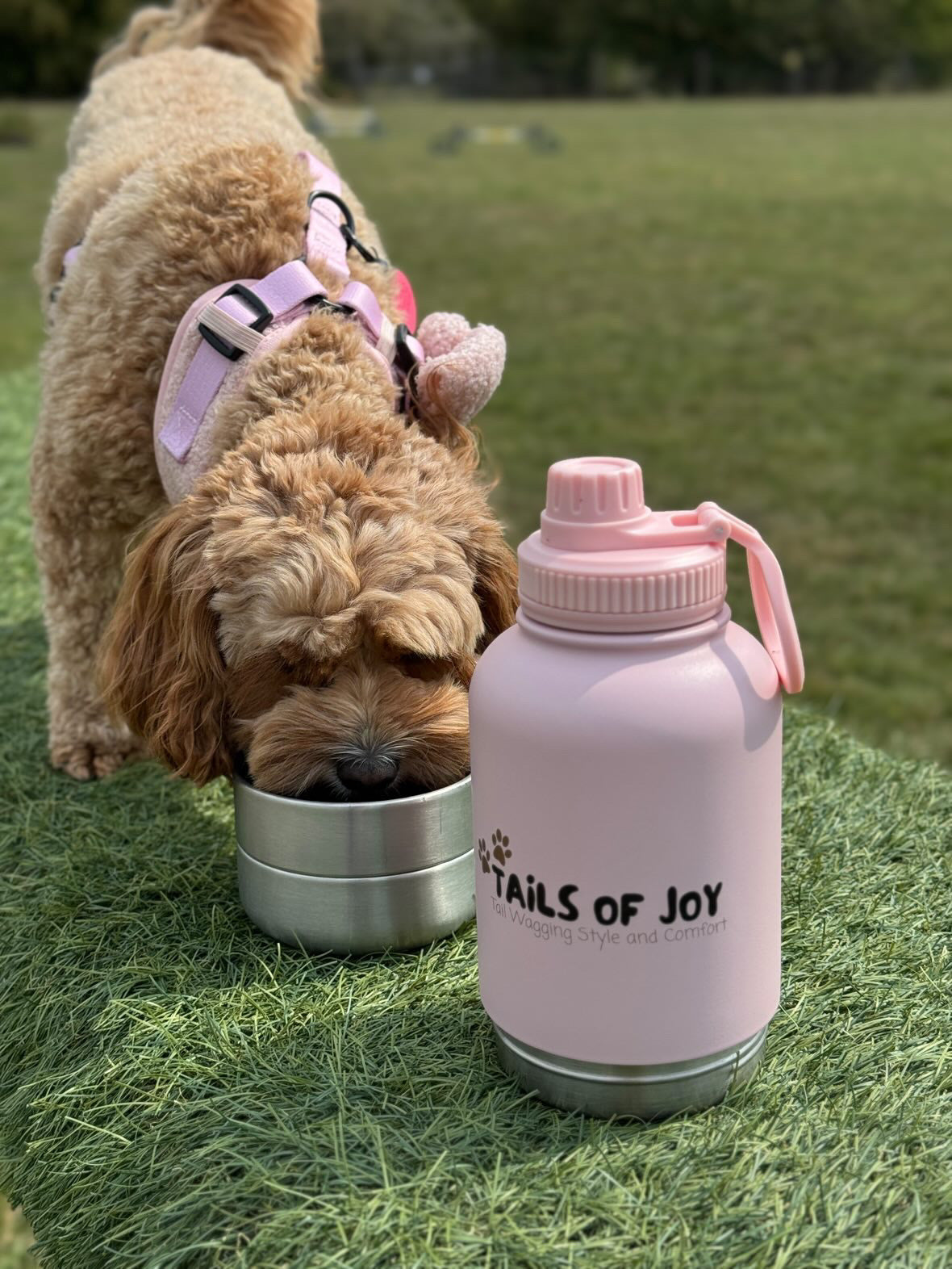 3 in 1 Dog Water Bottle & Vanilla Tweed Adventure Set