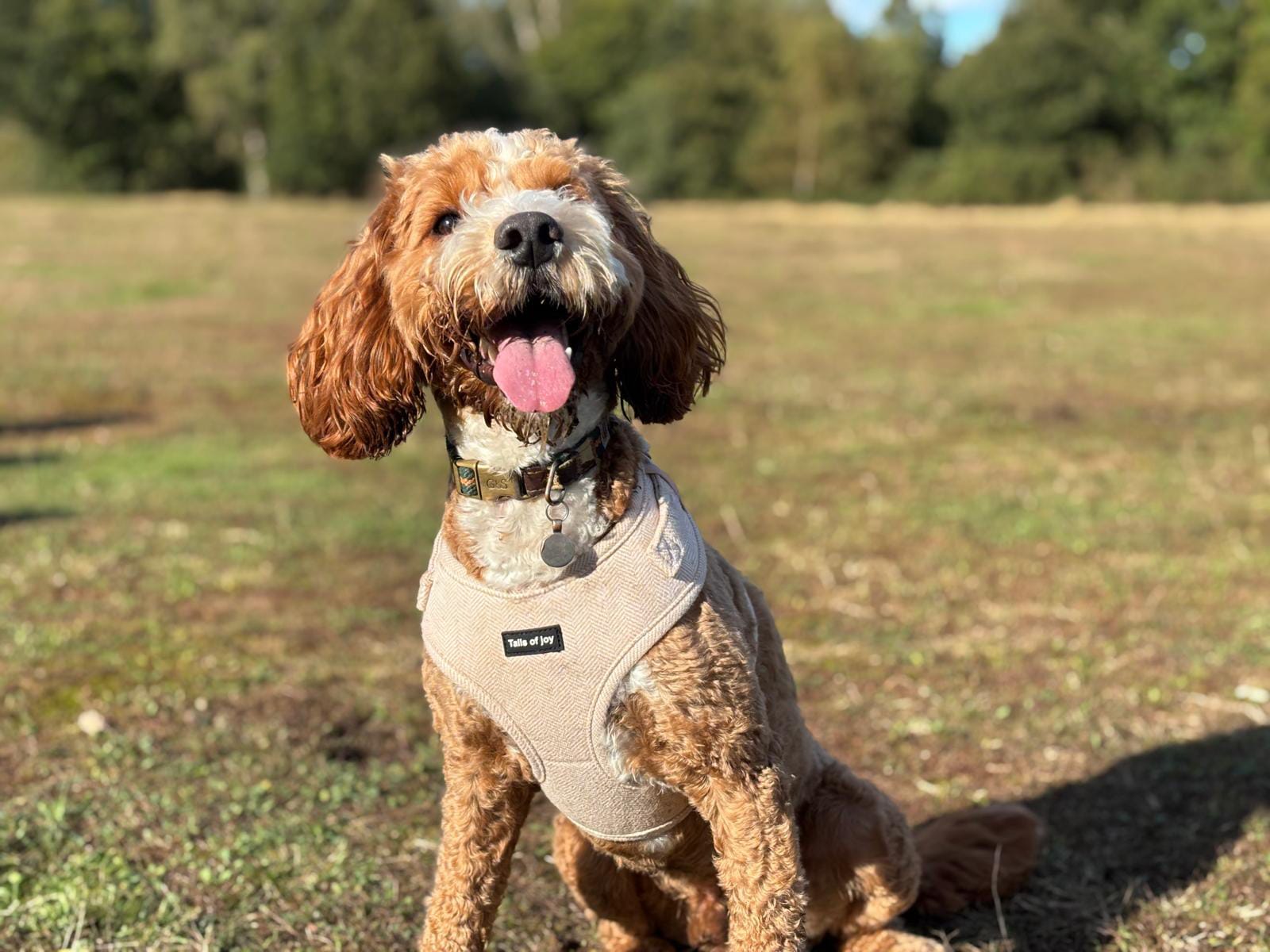 Vanilla Tweed Harness