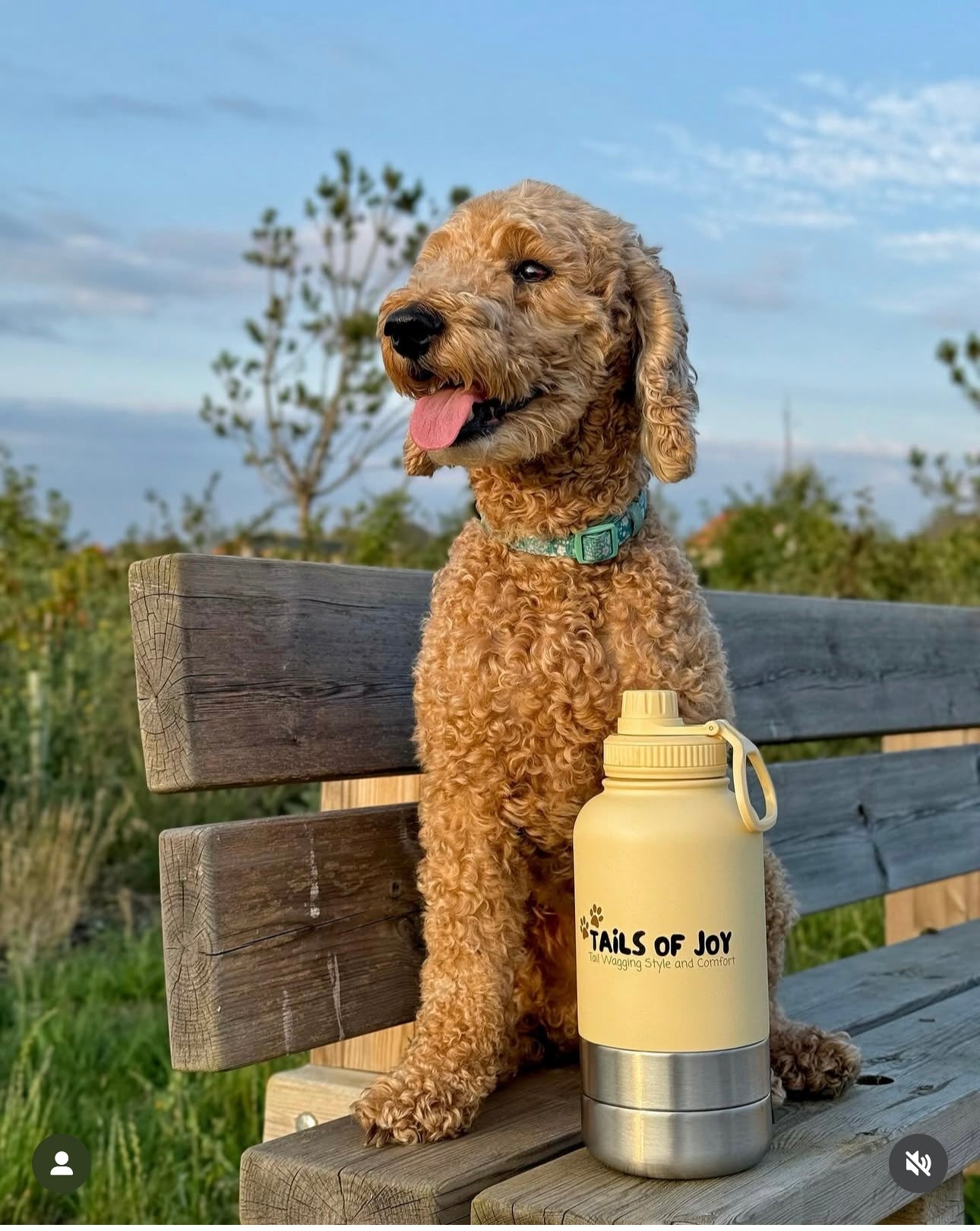 🐶 3 in 1 Dog Water Bottle